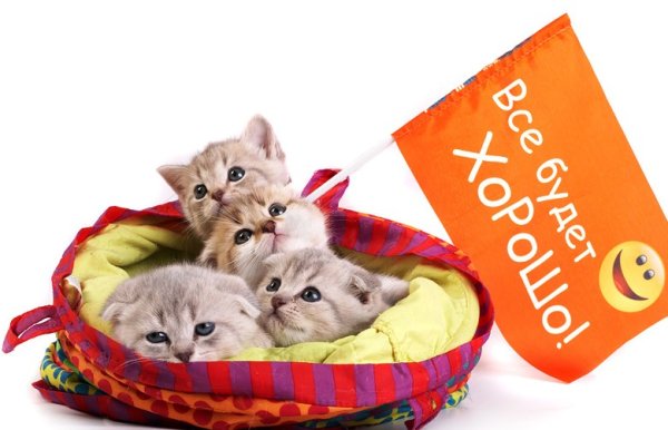 Всё будет хорошо котик