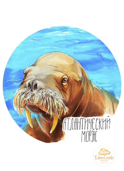 Поп ап окно спасибо темное