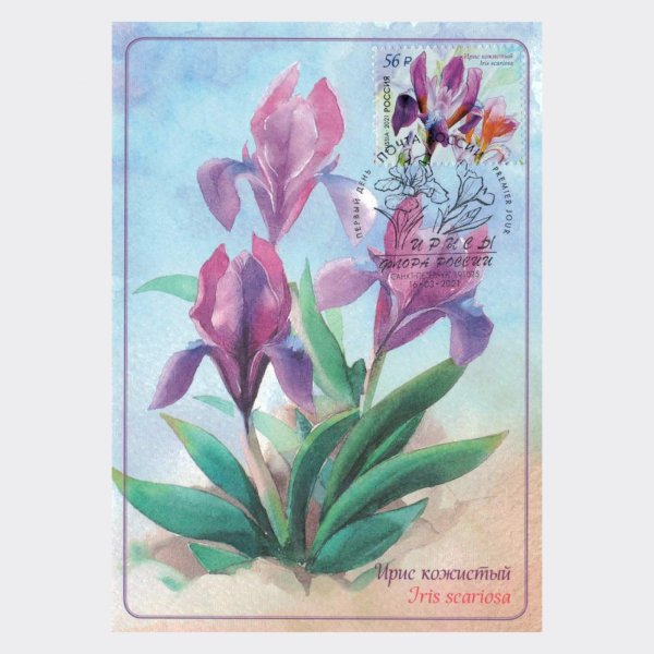 Максим Литвинов влюбленные Черепашки