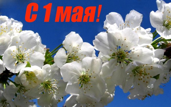 1 Мая цветы