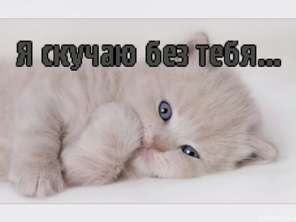 Скучаю по тебе котик