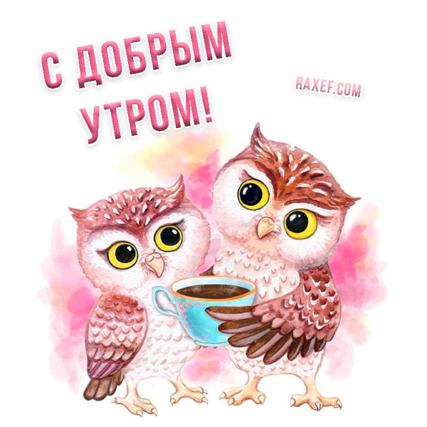 Доброе утро Сова