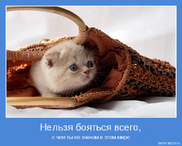 Мотиваторы позитивные смешные