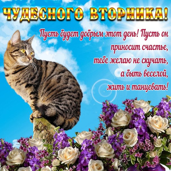 Открытки чудесного вторника