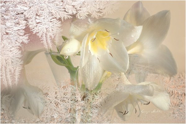 Зимние Фотонатюрморты Луизы Гельтс