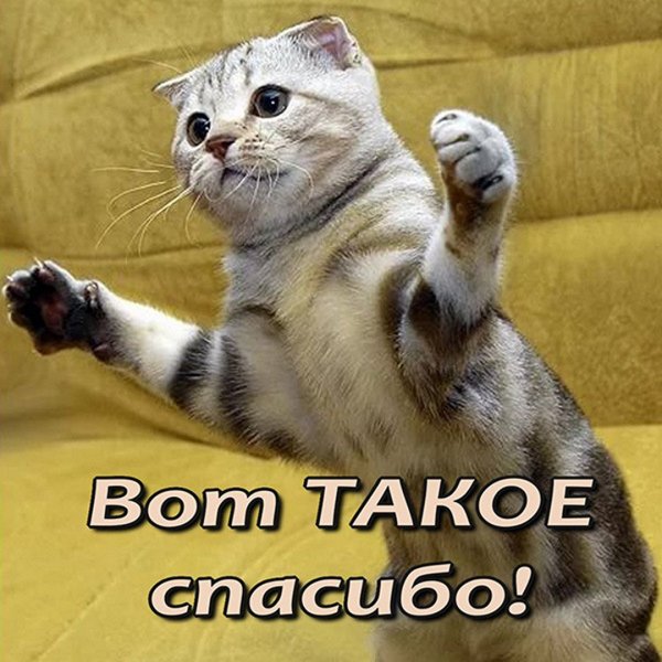 Котик спасибо