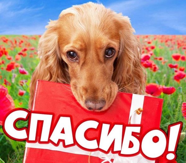 Собака благодарит