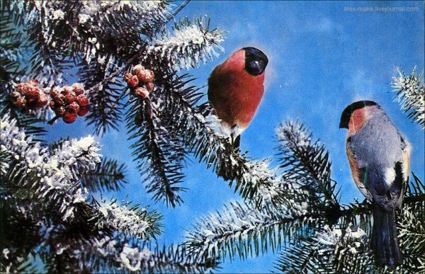 Советские новогодние открытки двойные со снегирями