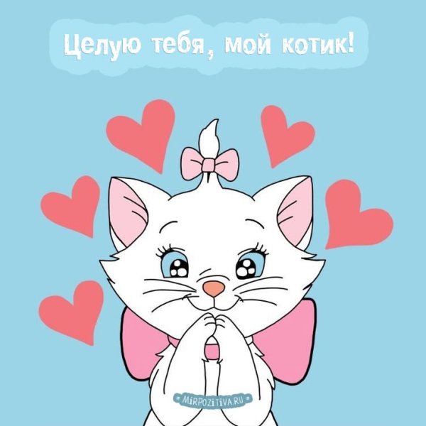 Котик мой любимый