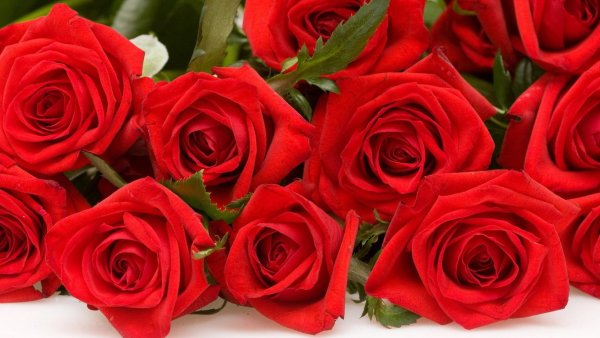Большой букет красных роз