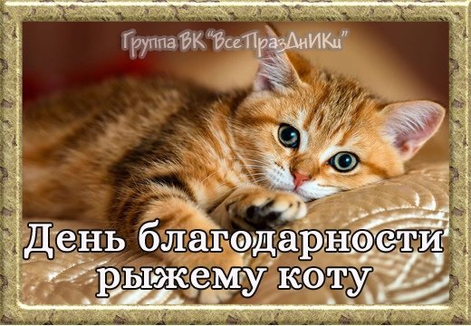 День благодарности рыжему коту