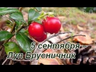 5 Сентября Луппа брусничник
