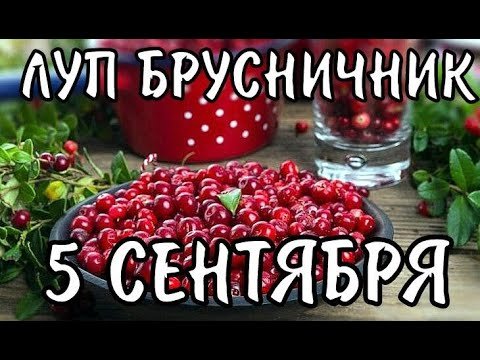 Луп брусничник народный праздник