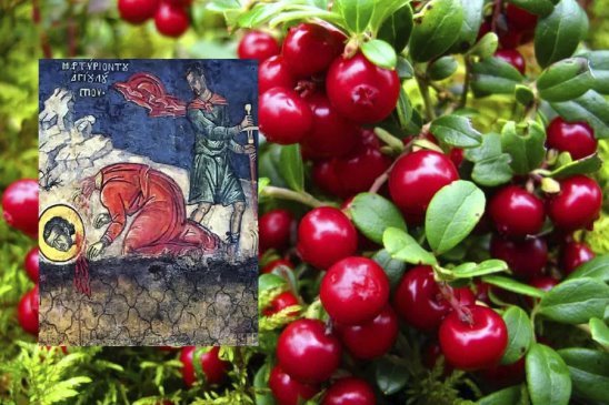 Луп брусничный