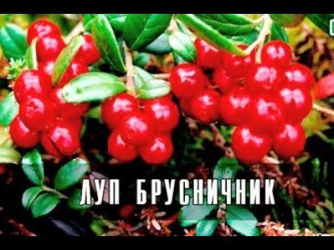 Уголок народного календаря в Луппу брусничника ДОУ