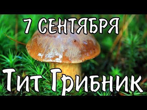 Что делать в день Тит Листопадник