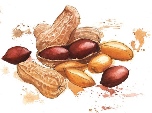 Орехи акварель