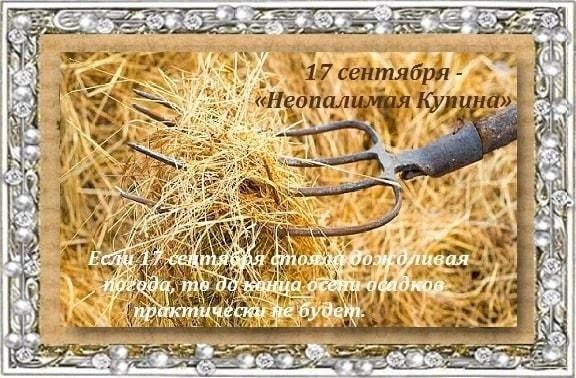 Вавила поздние вилы 17 сентября