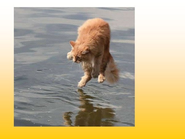 Плакаты День отмочки хвостов (56 фото)