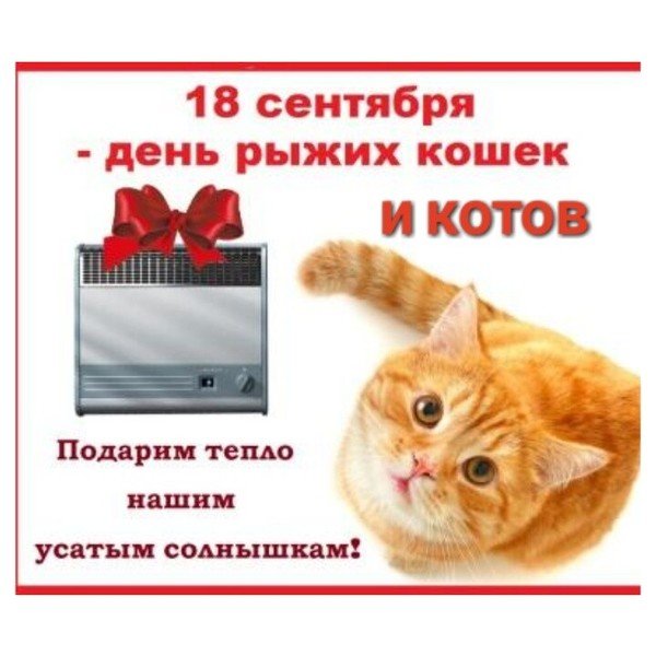 День рыжего кота