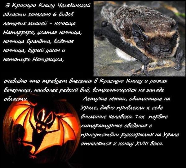 Международная ночь летучих мышей