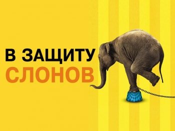 Телепрограмма слона