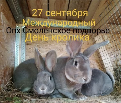 Всемирный день кроликов