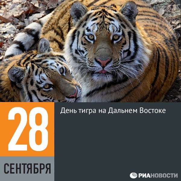 День тигра на Дальнем востоке