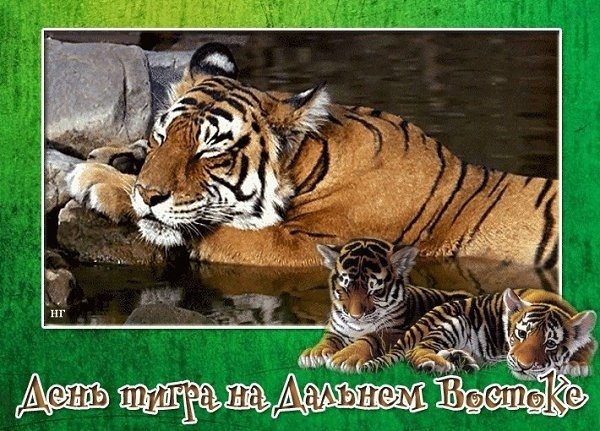 День тигра на Дальнем востоке открытки