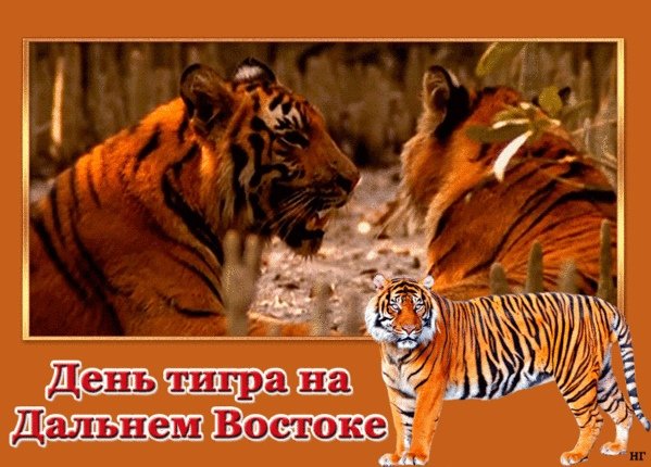 День тигра на Дальнем востоке