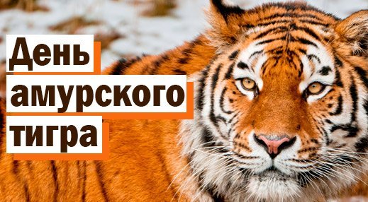 26 Сентября день Амурского тигра