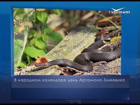 25 Сентября - Артамонов день. Артамон змеевик