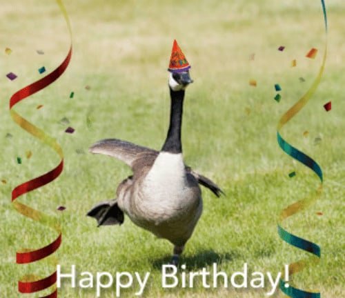 С днем рождения Гусь