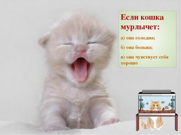 День мурлыканья и потягивания