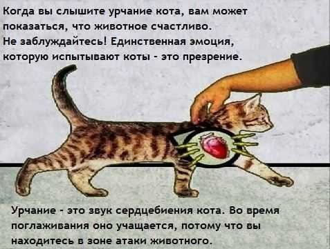 Что означает если кот мурлычет