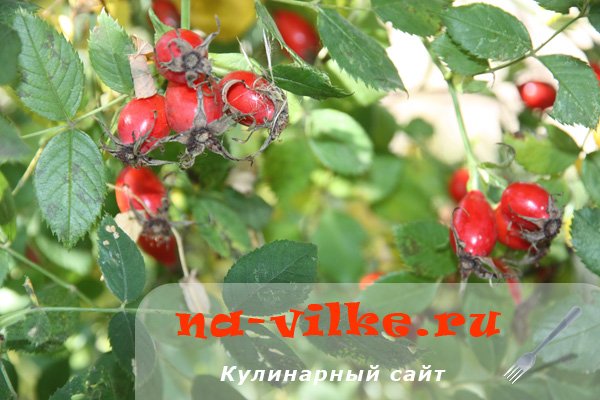 Арина Шиповница народный календарь