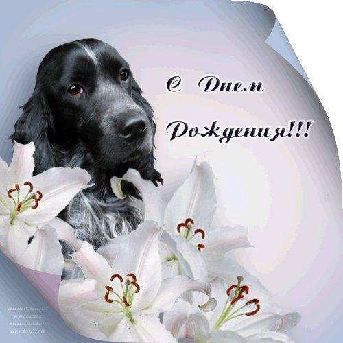 Открытки с днём рождения с собаками