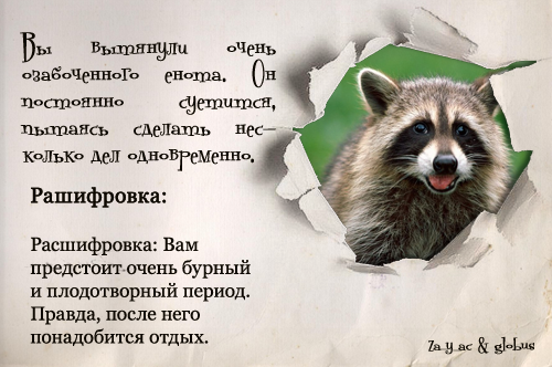 Стих про енотов смешной