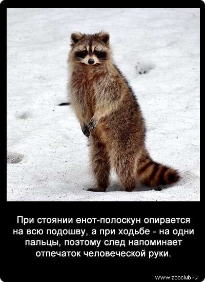 Енот-полоскун интересные факты