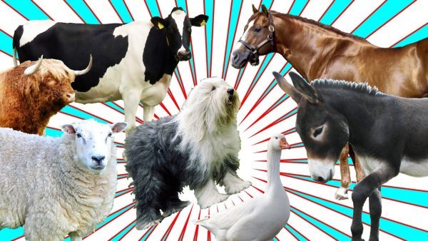 Плакаты Всемирный день сельскохозяйственных животных (50 фото)