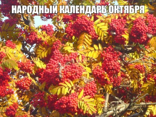 ФОКА Ветроградарь (Иона и ФОКА, Листопадная)