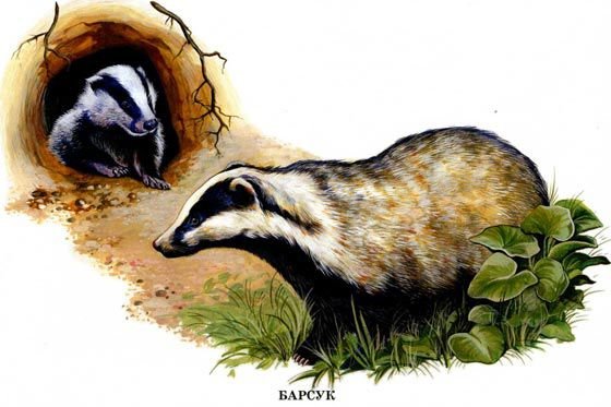 Для детей Нора барсука