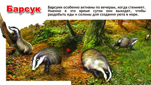 Детям о Барсуках в детском саду