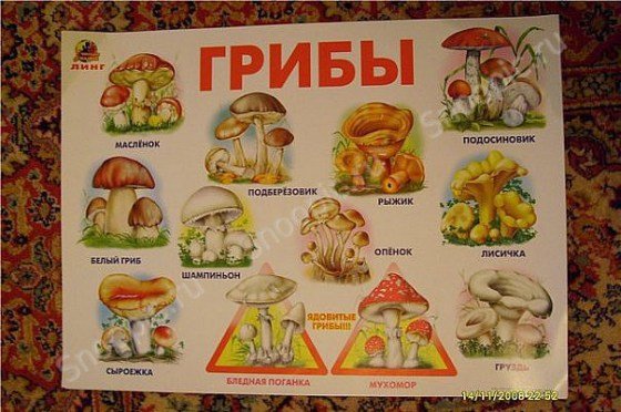 Грибы плакат для детей