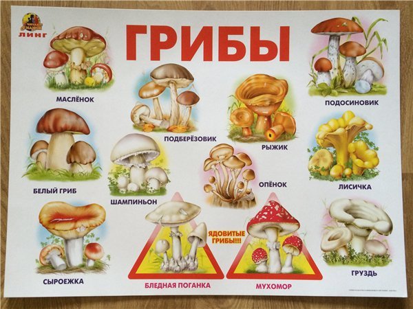 Плакат грибы съедобные и несъедобные
