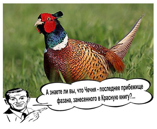 Фазан занесен в красную книгу