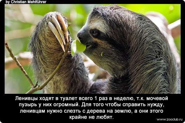 Факты о ленивцах