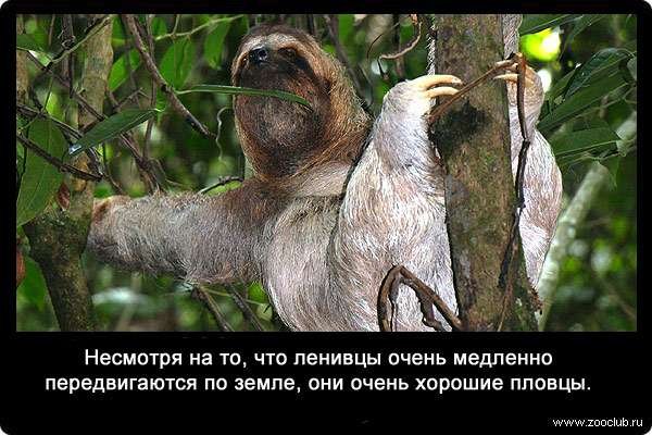 Интересные факты о ленивцах