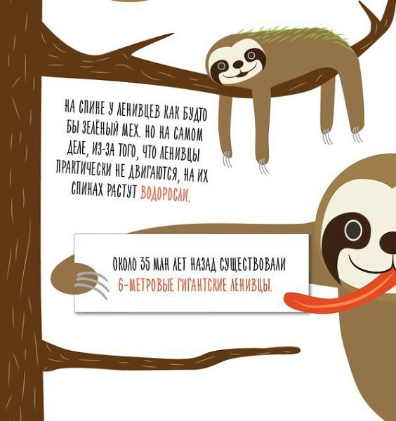Интересные факты о ленивцах