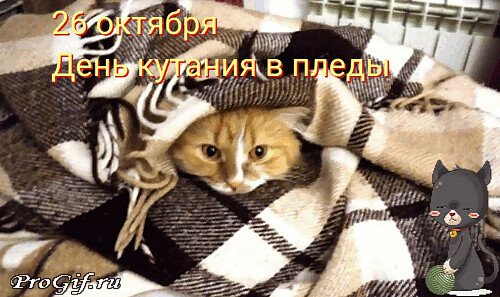 День кутания в пледы 26 октября картинки